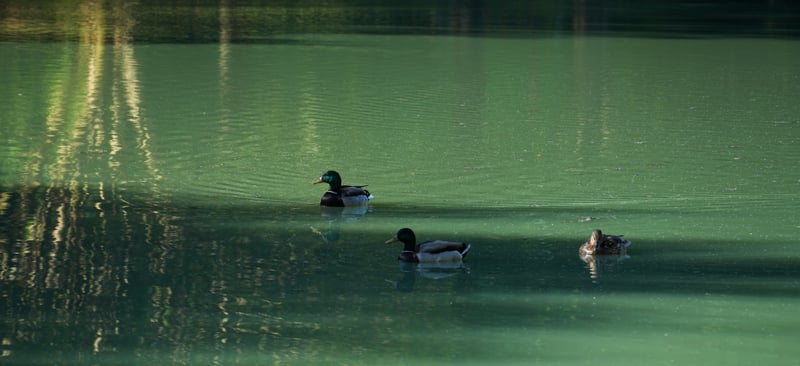 Pineville Pond