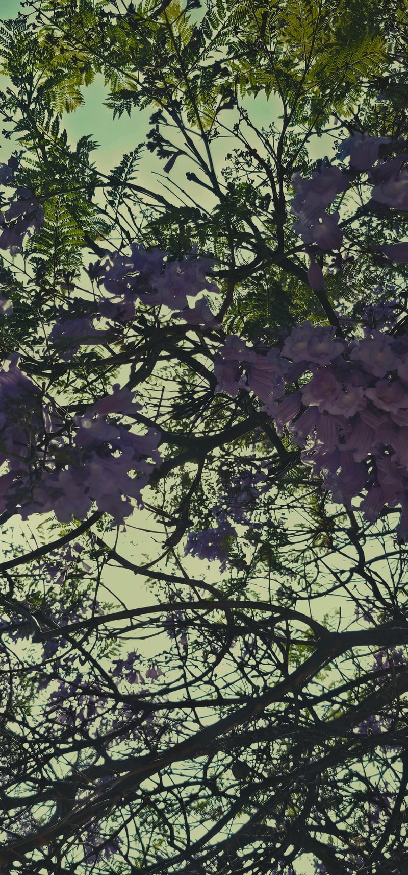 National City Jacaranda Bloom
