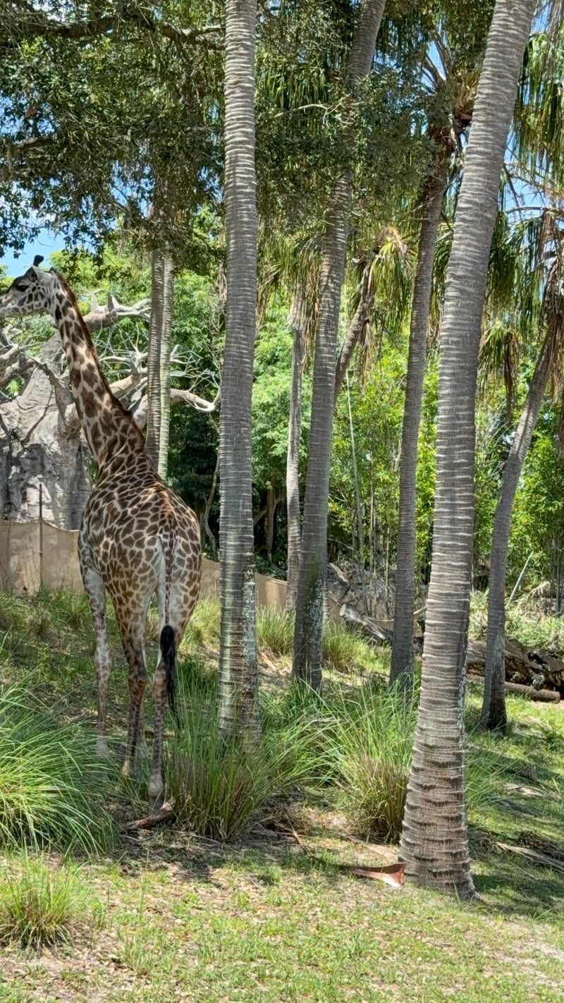 Kilimanjaro Safaris, Disney's Animal Kingdom