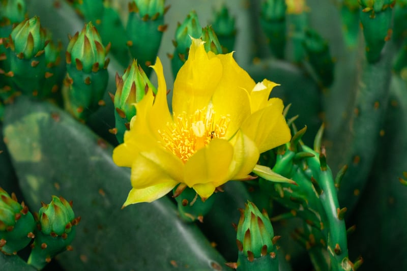 Prickly Pear Bloom in White City
