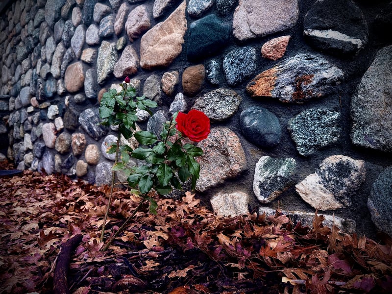 Oak Glen Stone Wall Garden