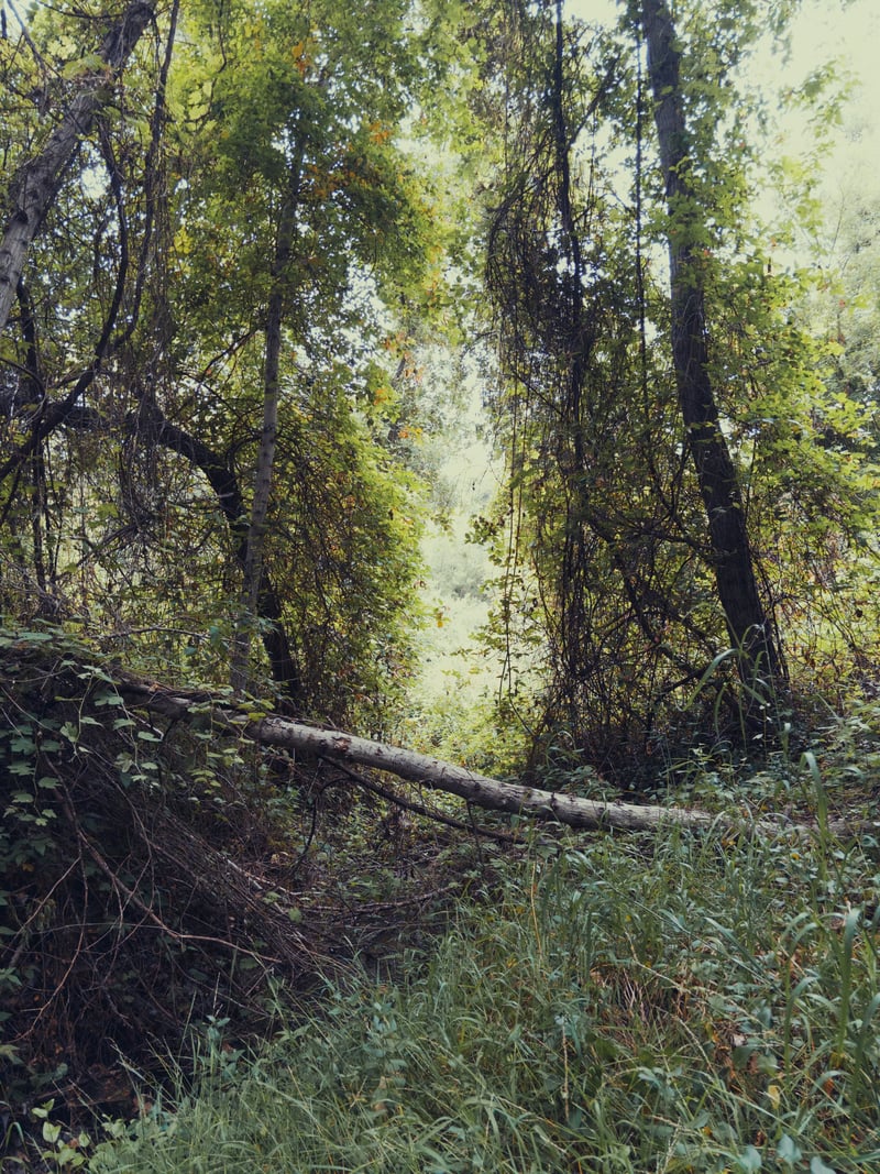 Fallbrook Riparian Woodland