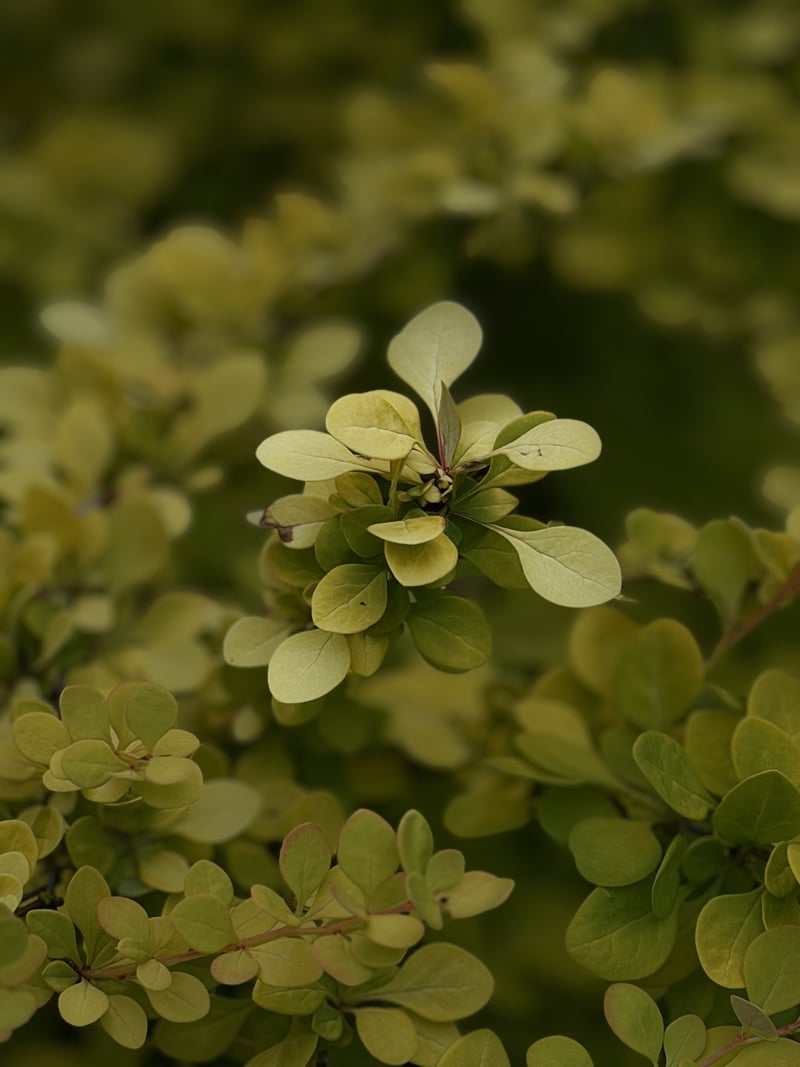 Point Defiance Park Gardens