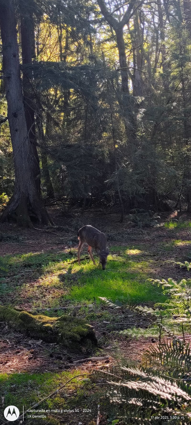 Point Defiance Park Forest