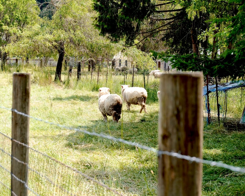 Vickery Avenue Farm Pasture