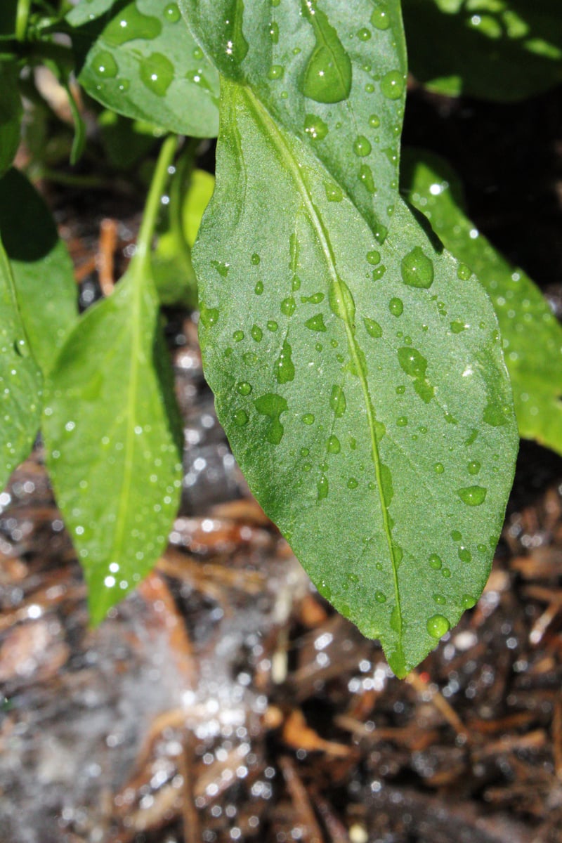 Horizon City Garden Macro