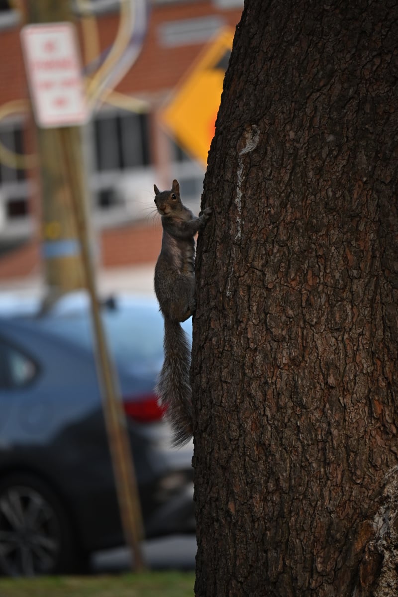 Elmwood Park Residential Wildlife