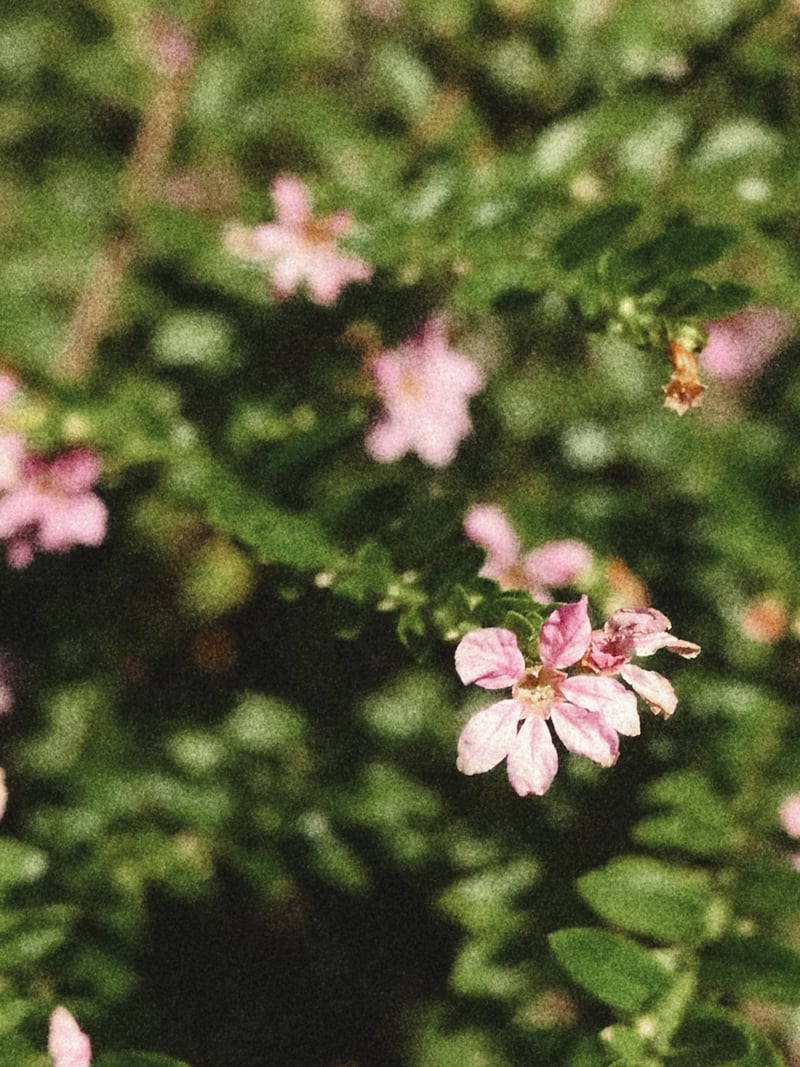 Brandon Garden Details