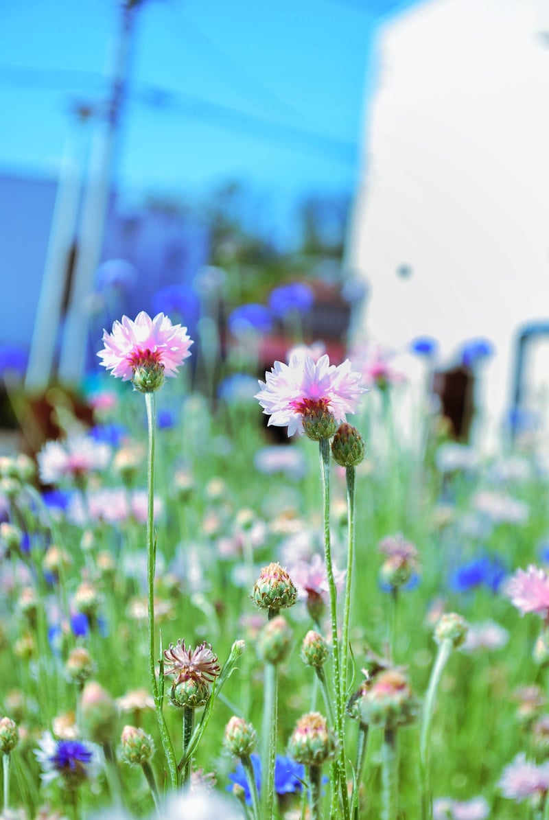 Namikicho Urban Garden