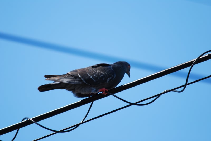 Namikicho Urban Wildlife