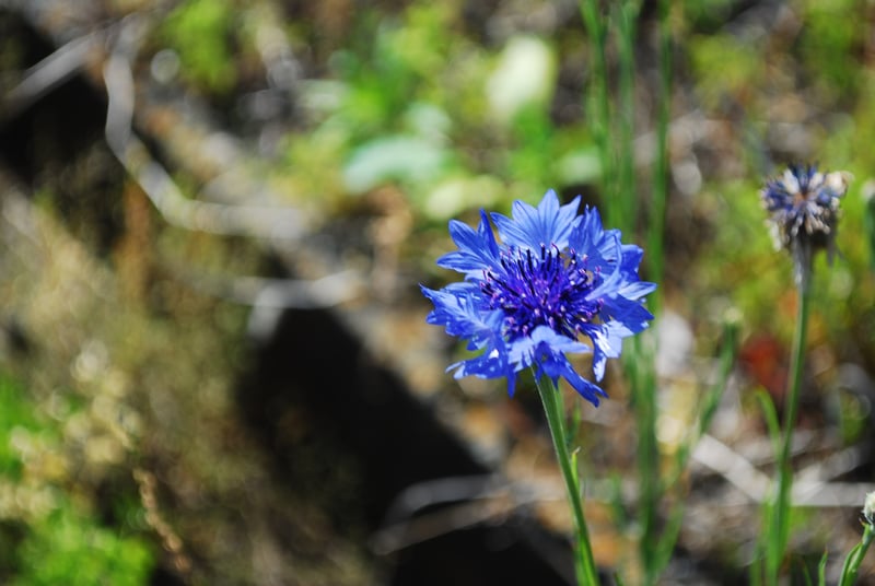 Hachioji Garden Blooms