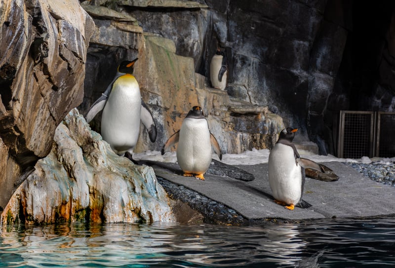 Antarctica: Empire of the Penguin, SeaWorld Orlando