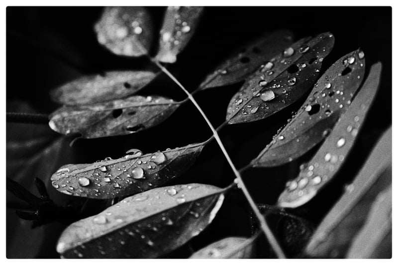 Fairfax Nature Detail