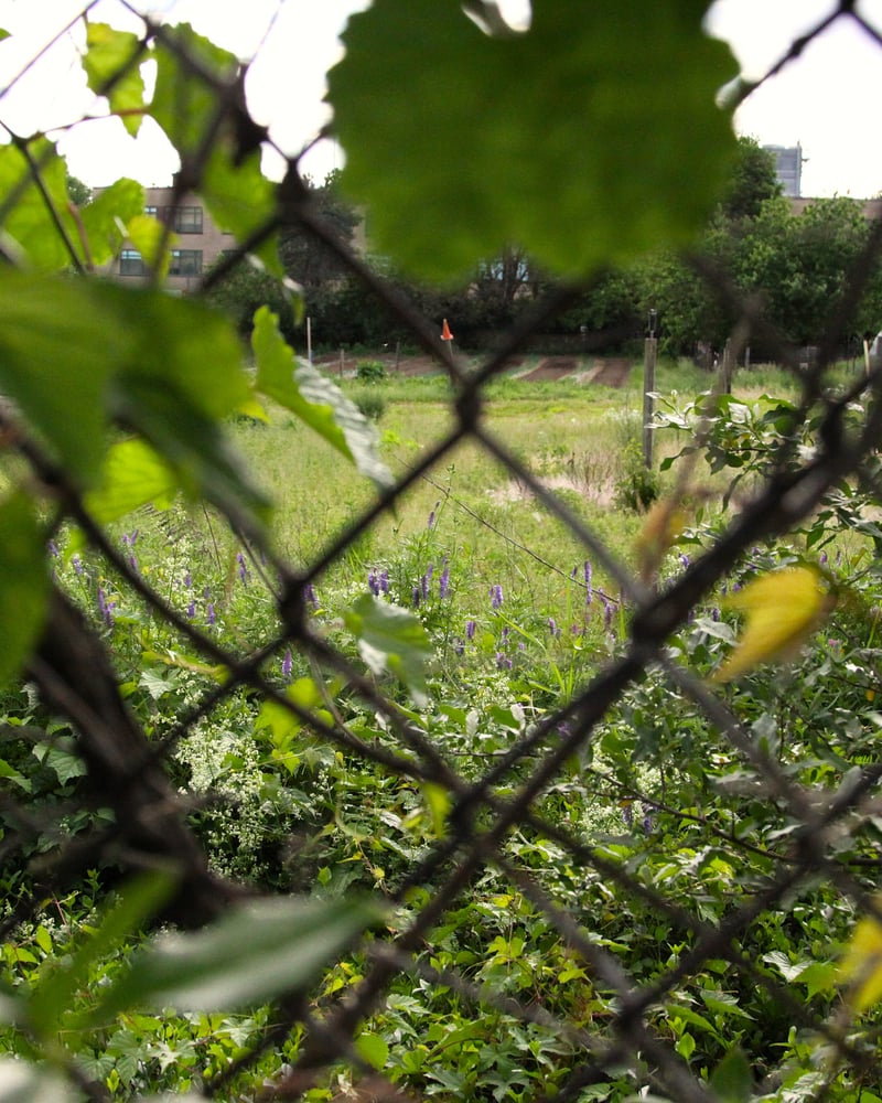 John Bowne High School Urban Farm