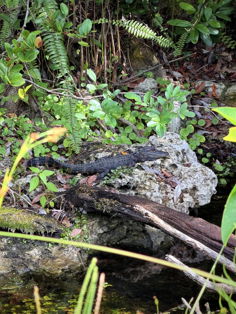 Shark Valley, Everglades National Park