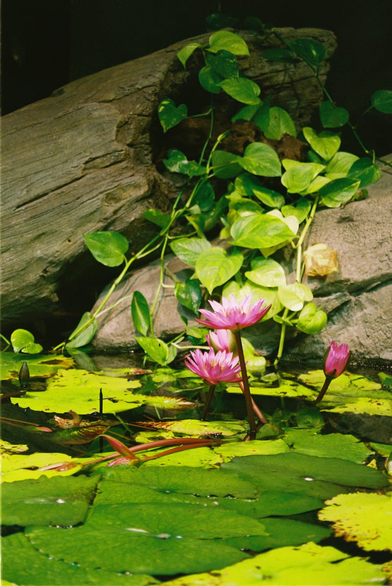 Georgia Aquarium Tropical Pond