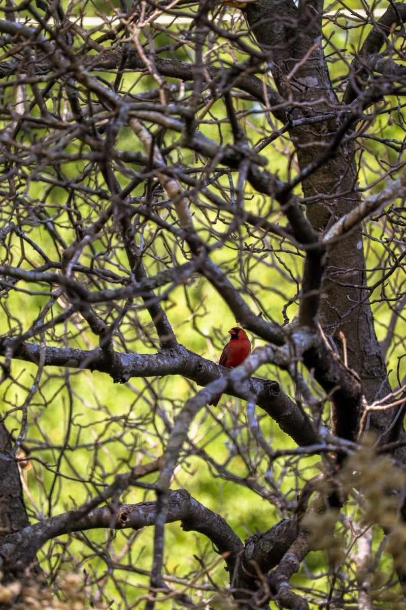 JC Raulston Arboretum
