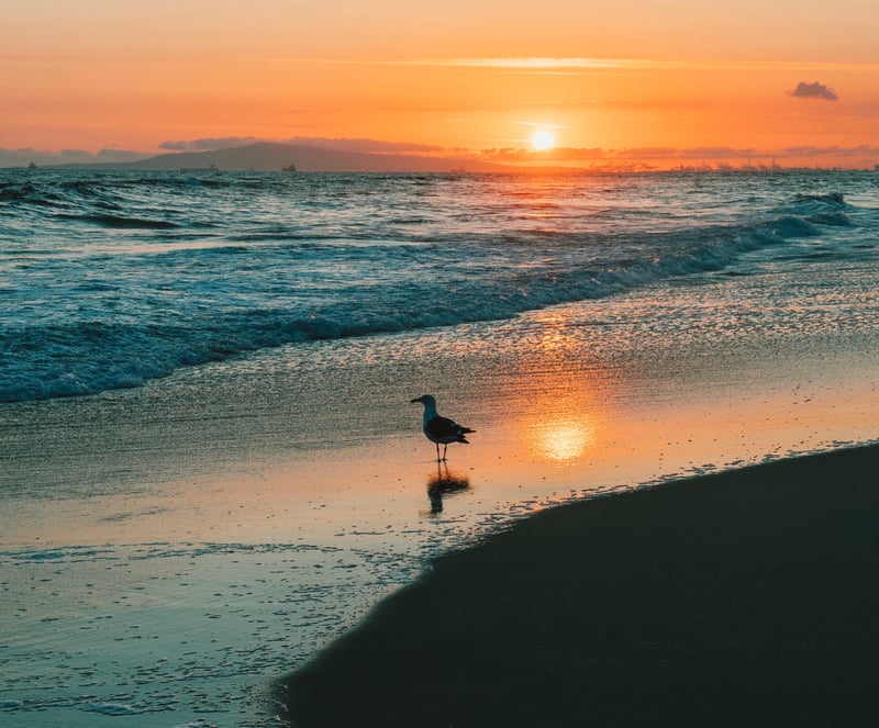 Huntington State Beach
