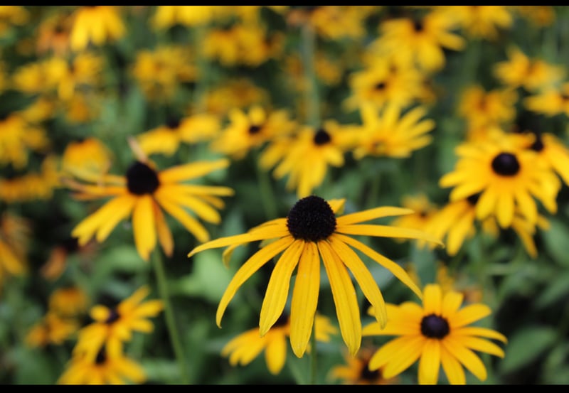 Rodale Institute Organic Farm