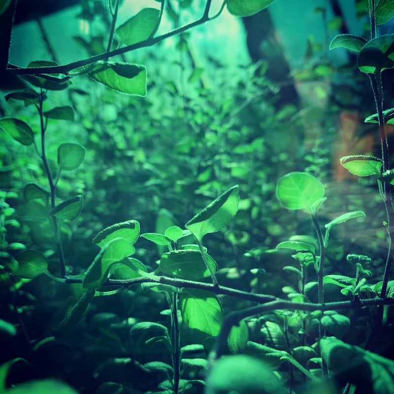 SFMOMA Living Wall