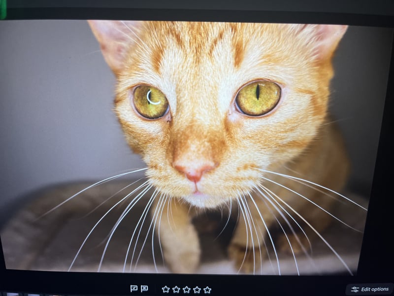 York Pet Portrait Studio