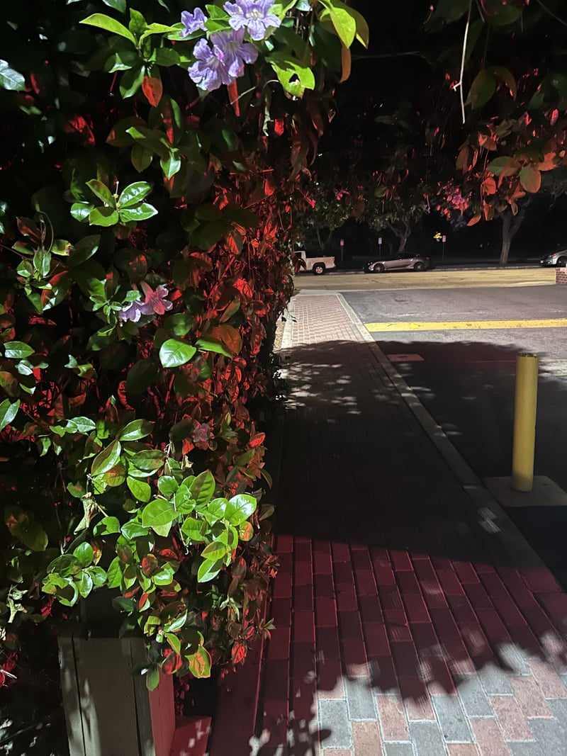 Remanso Road Night Foliage