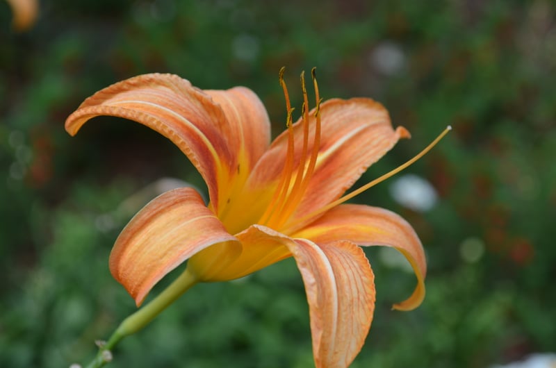 Harry P. Leu Gardens