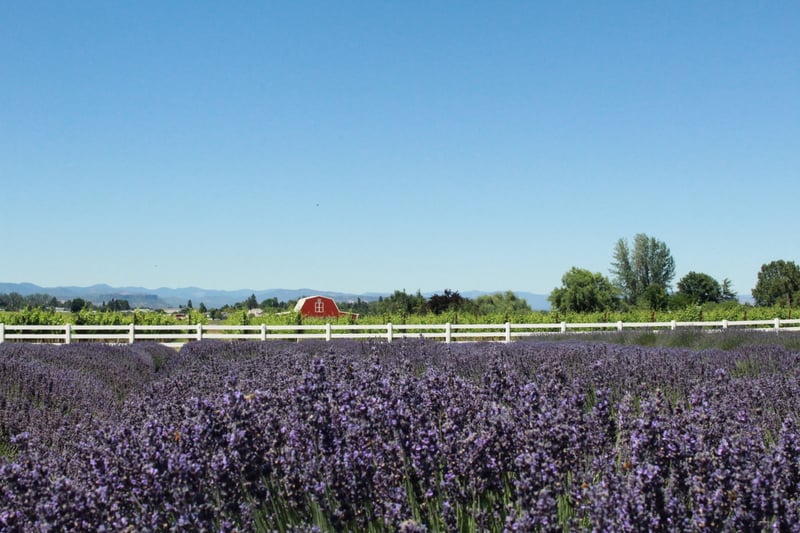 Lavender Fields Forever