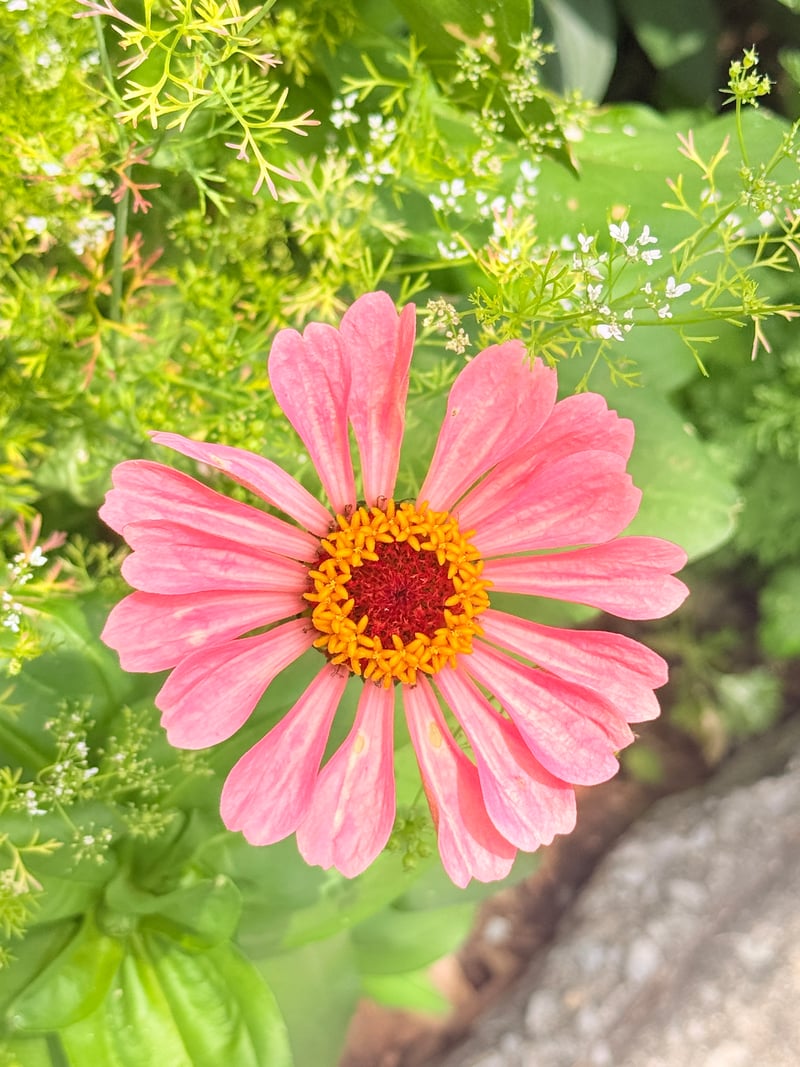 Berea Garden Blooms