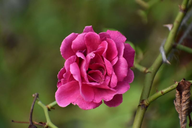 Attleboro Public Library Garden