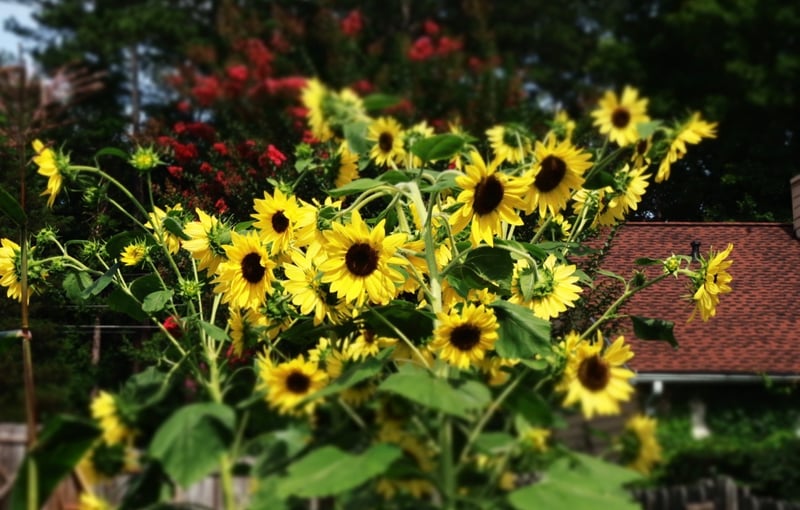 Downtown Atlanta Sunflower Garden
