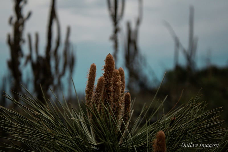 Denman Wildlife Area