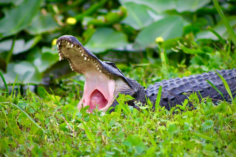 Shark Valley, Everglades National Park