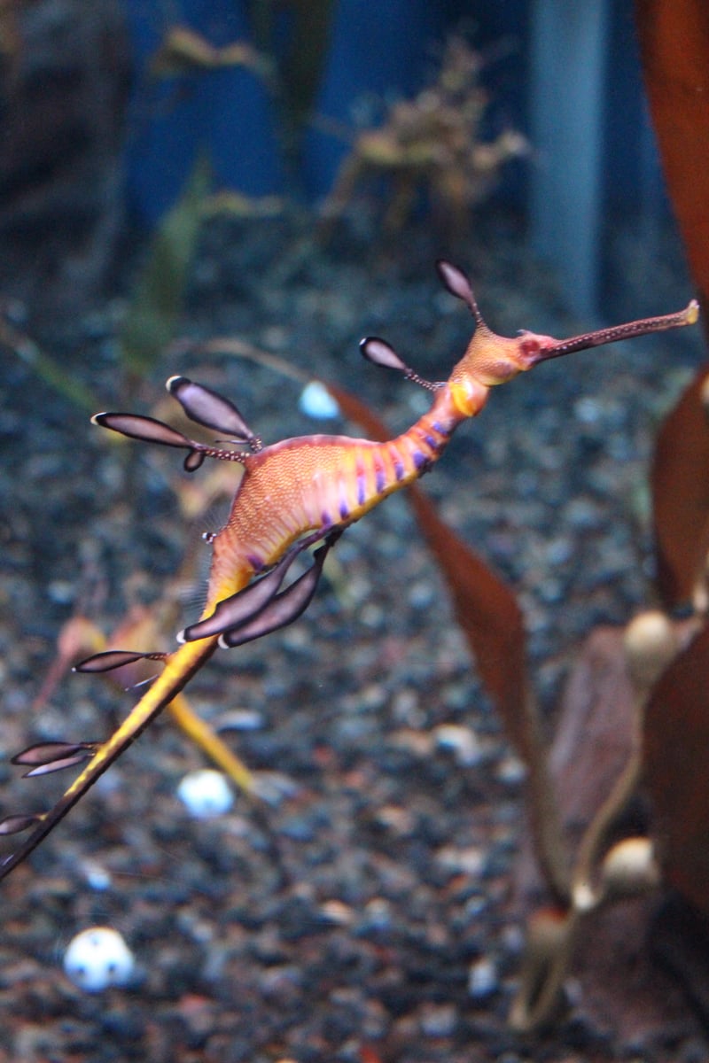 Georgia Aquarium