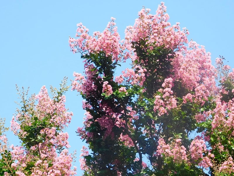 Crepe Myrtle Blooms in Goldsboro