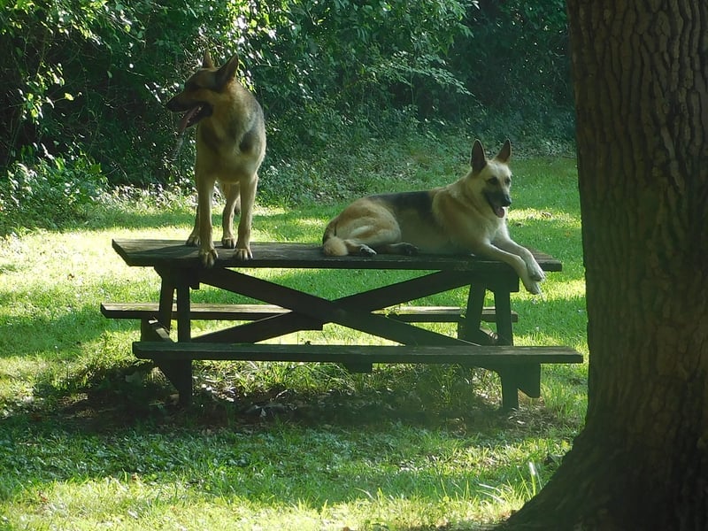 Goldsboro Park Picnic Area