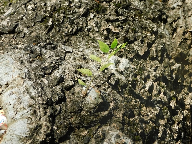 Goldsboro Roadside Tree Texture