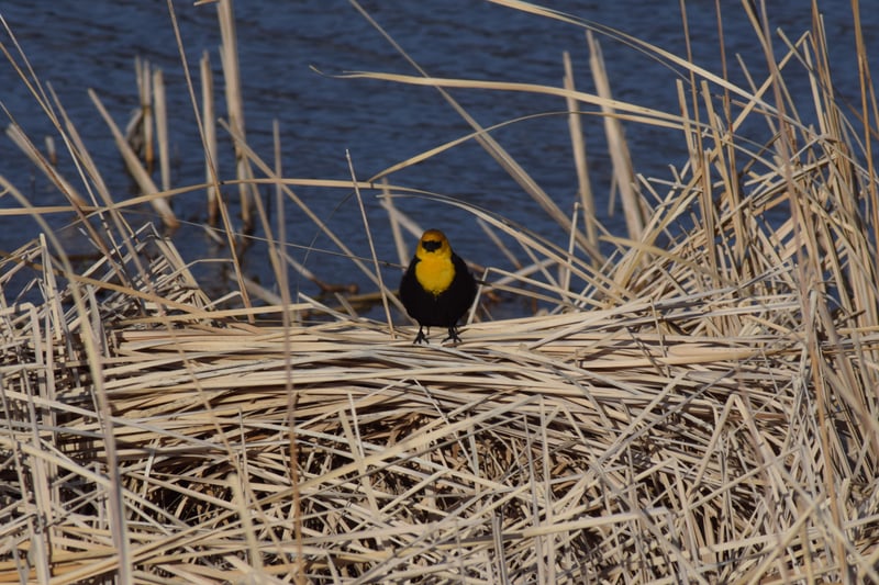 Bear Creek Greenway Wetlands