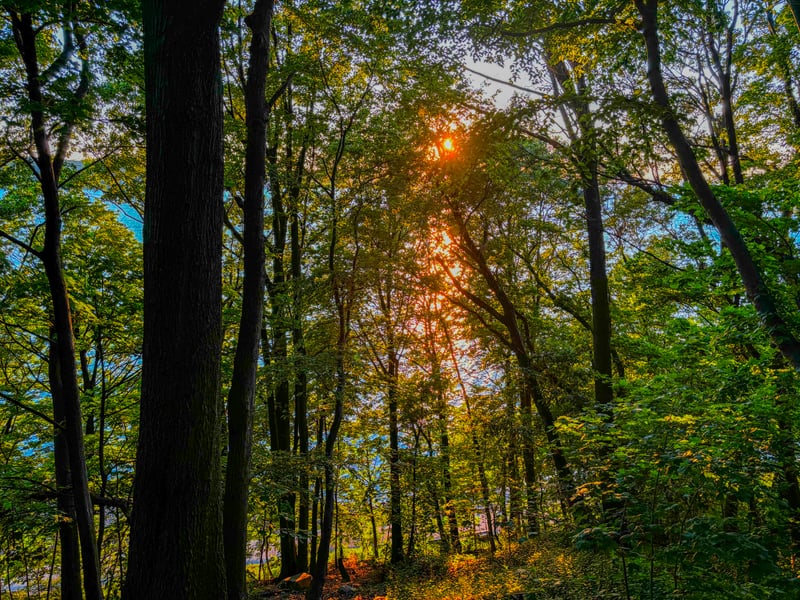 Sea Cliff Forest Overlook