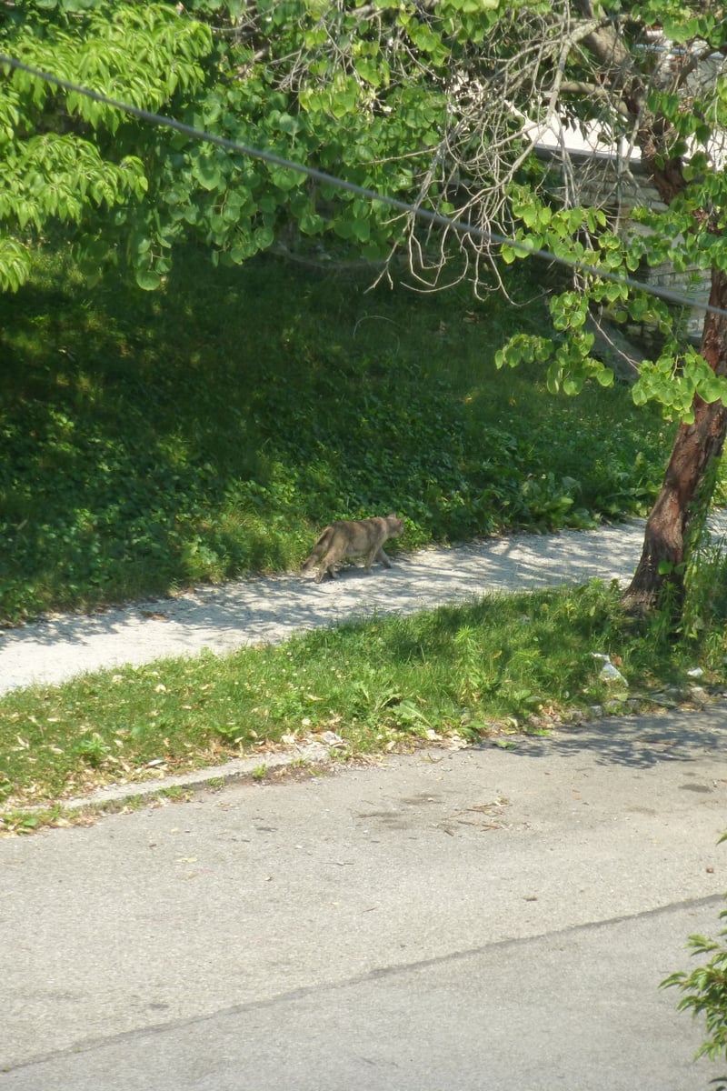 Auburndale Neighborhood Path