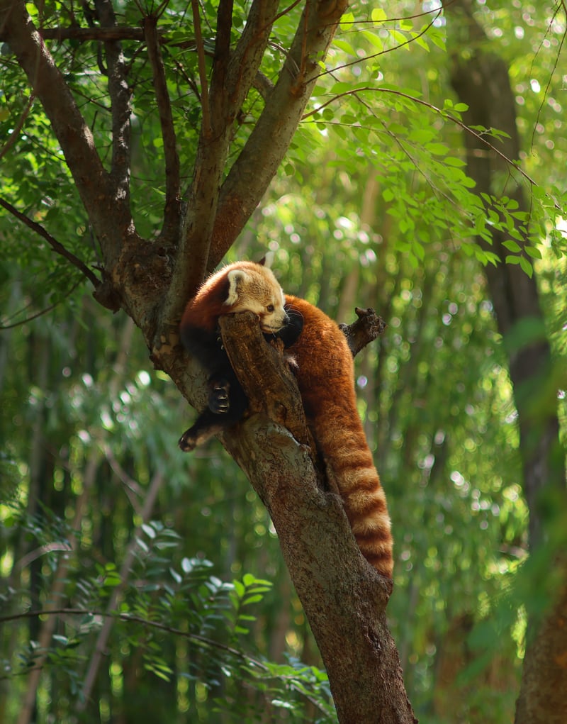 Zoo Atlanta
