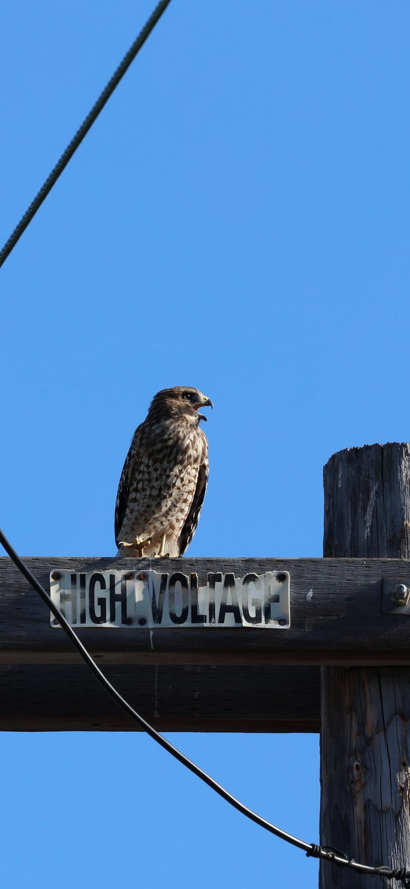 Urban Raptor Perch in North Park