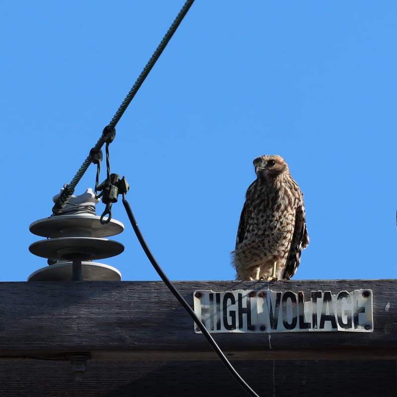 North Park Urban Wildlife Spot