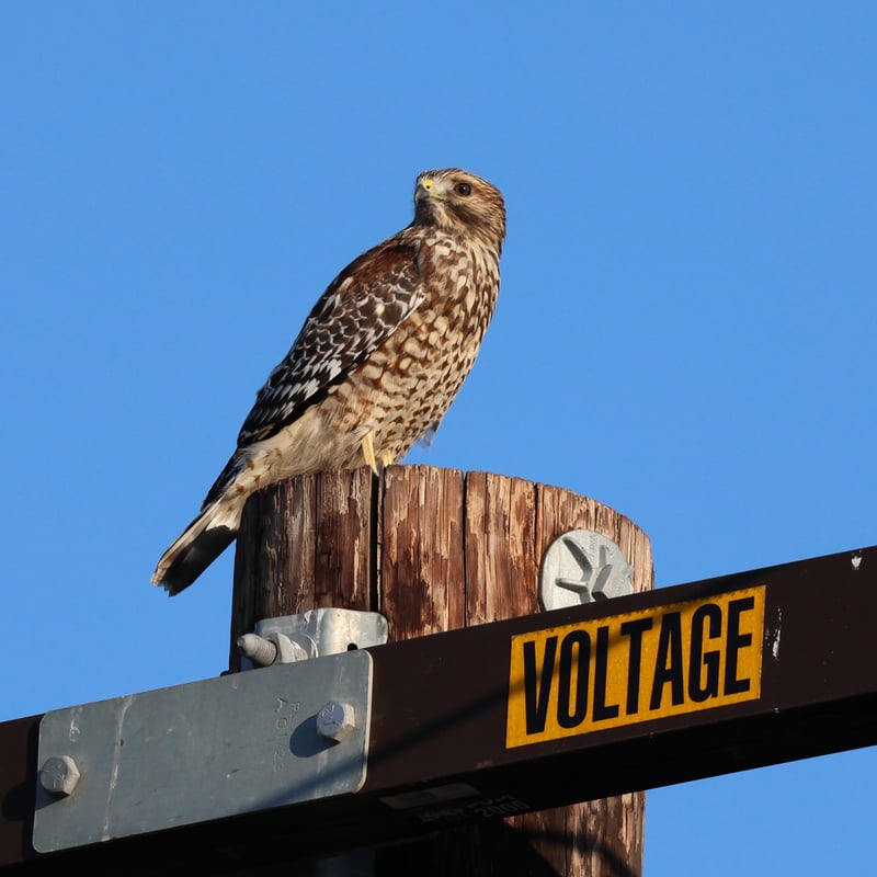 North Park Raptor Perch
