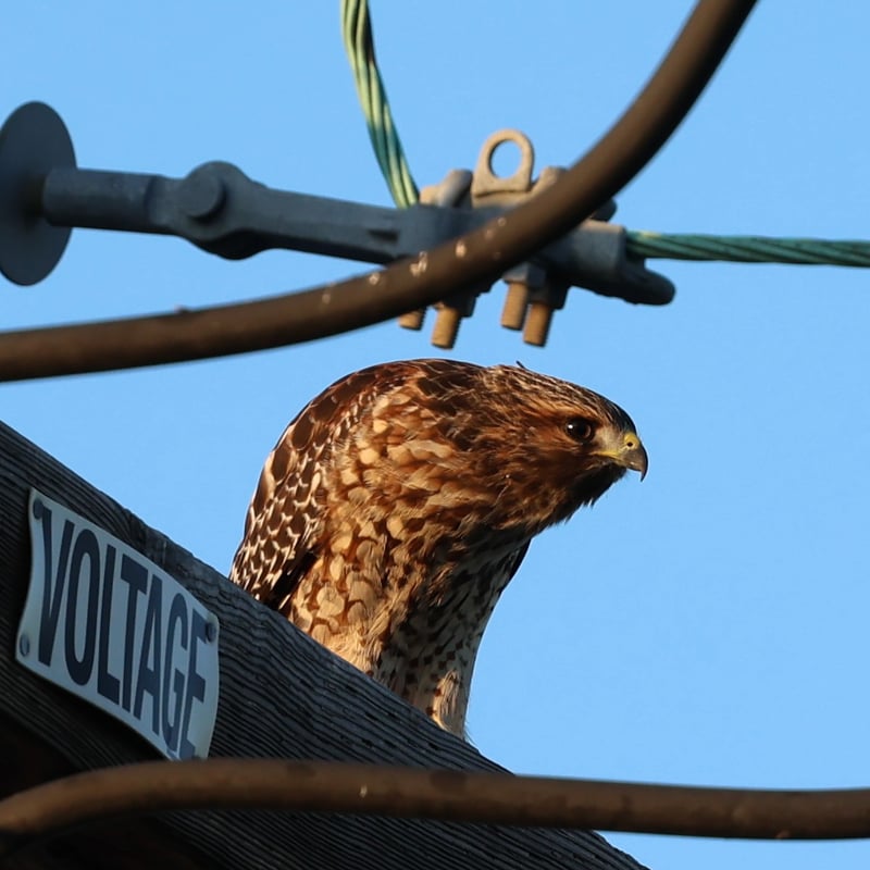 North Park Urban Wildlife Spot