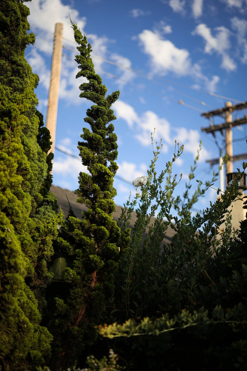 North Park Spiral Juniper