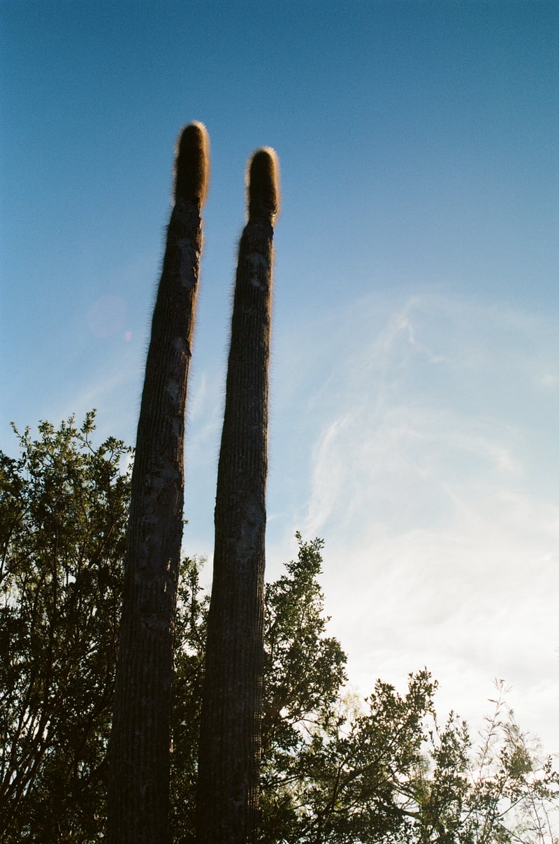San Antonio River Walk Cacti