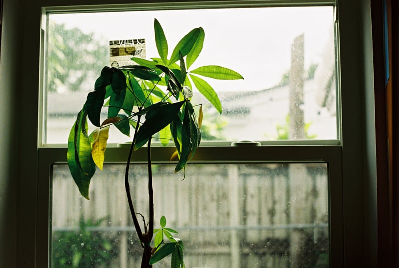 Windowside Houseplant in North Miami