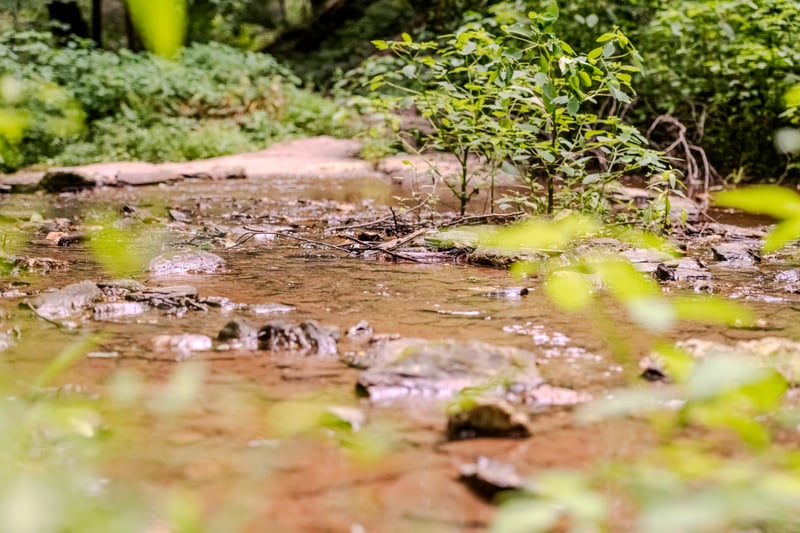 Drumore Woodland Stream