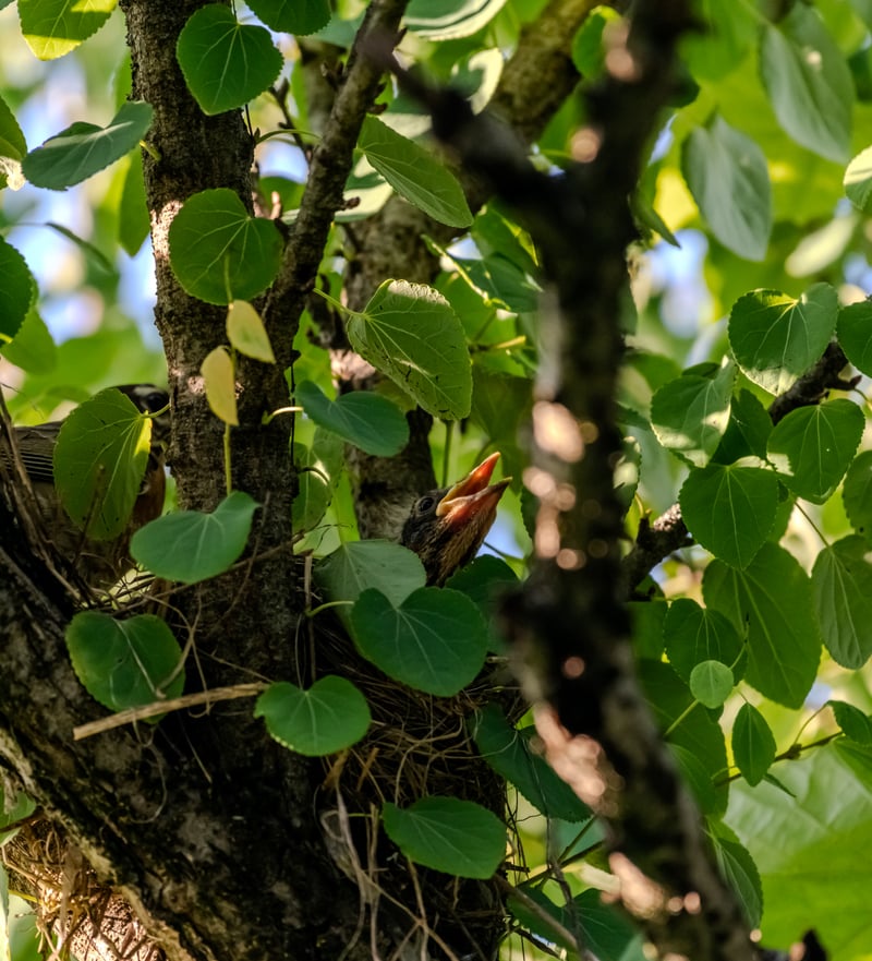 Kennett Square Garden Birding